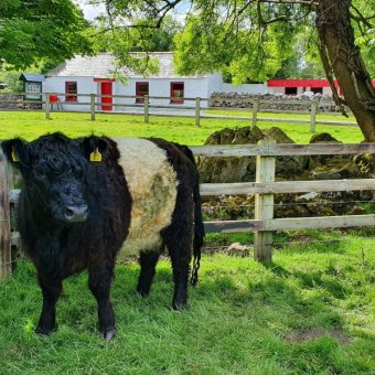 Belted Galloway