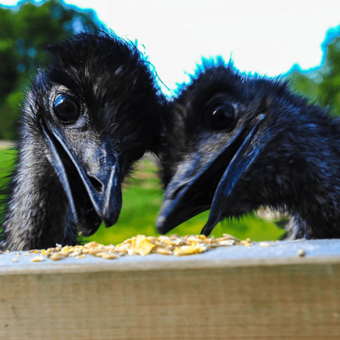 Emu