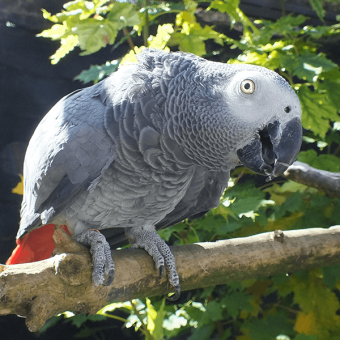 African Grey parrot