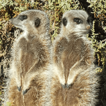 Meerkats