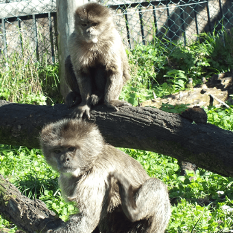 Monkeys