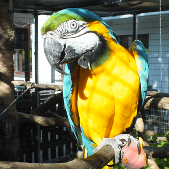 Macaw Parrot