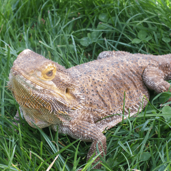 Bearded Dragon