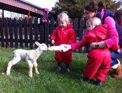 feeding the lamb