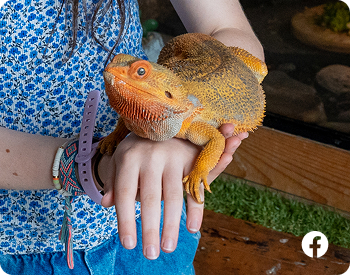 lizard on girl's hand