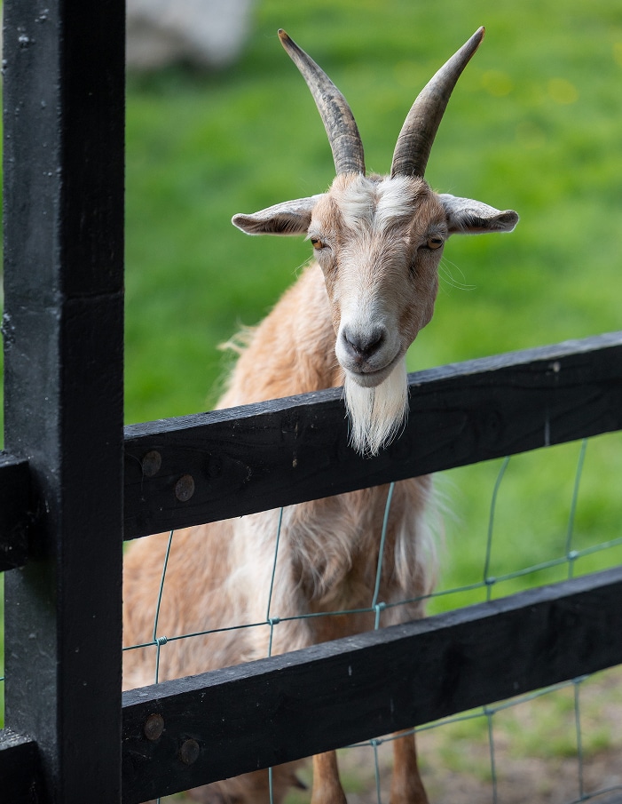 goat looking